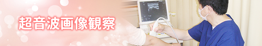 超音波画像観察